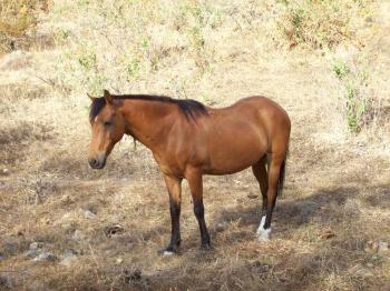Andrew Wharton and Dave Clingman's adopted horse, Jorge, at the San Jose del Tajo RV motorhome park in Tlajomulco, Jalisco, Mexico, near Guadalajara